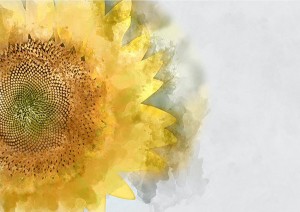 sunflower_600px.jpg